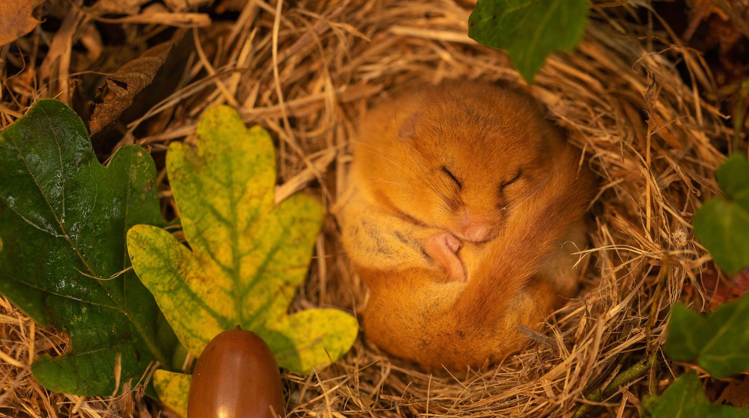 HazelDormousePTESGiveadormouseahomejulescoxphotography People