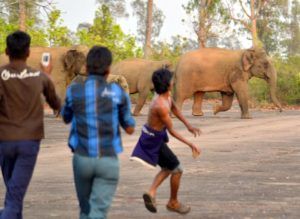 Human-attitude-towards-elephant-asian-elephants-in-india