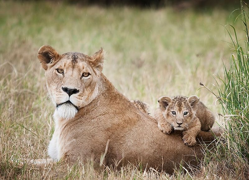 Lions-Ruaha-carnivore-project-conservation-partner