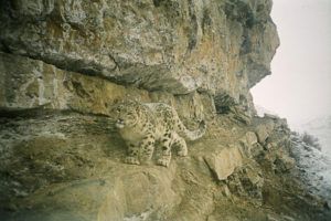 NCF-and-SLT-Snow-leopards-Bayara-Agvaantseren-Conservation-Partner-PTES