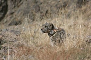 SLT-and-Panthera-Snow-leopards-Bayara-Agvaantseren-Conservation-Partner-PTES