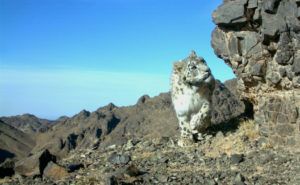 Snow-leopards-conservation-partner