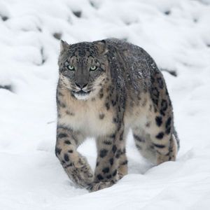 Snow-leopards-in-Mongolia