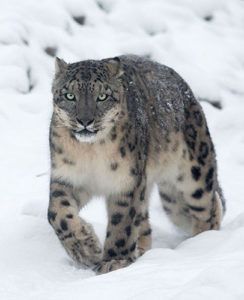 Snow-leopards-in-Mongolia-project-profile