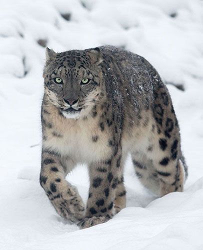 Snow leopards in Mongolia - People's Trust for Endangered Species