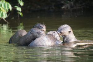 Giant otters in Peru Manu National park - Adi Barocas project leader - Conservation Partnerships for people's trust for endangered species