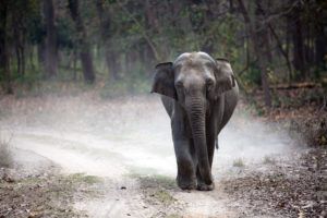 death for asian elephants
