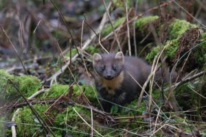 pine martens diet by Josh Twining PTES success story