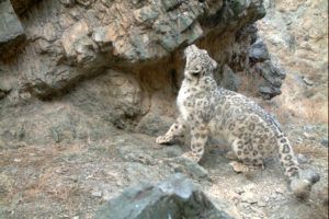 snow-leopard-camera-trap-Mongolia-credit-Snow-Leopard-Trust-(15)-Snow-leopards-Bayara-Agvaantseren-Conservation-Partner-PTES