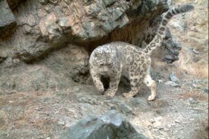 snow-leopard-camera-trap-Mongolia-credit-Snow-Leopard-Trust-(26)-Snow-leopards-Bayara-Agvaantseren-Conservation-Partner-PTES