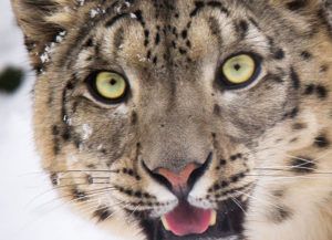 Partner profile why i love snow leopards
