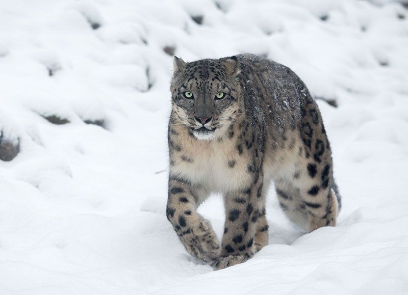 snow-leopard-in-zoo-credit-Alexander-Oehrle