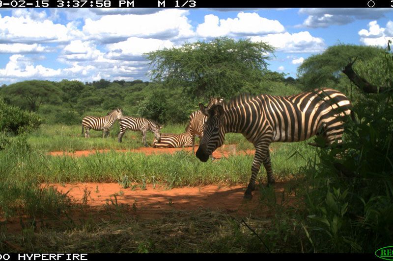 A-dazzle-of-Plains-zebra-enjoying-the-sun-Amy-Dickman-Ruaha-carnivore-project-camera-trap-zebras