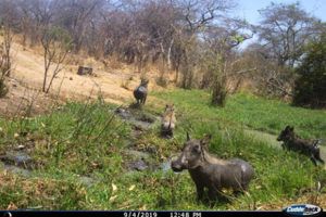 A-family-of-warthog-enjoying-a-quick-dip-Amy-dickman-ruaha-carnivore-project