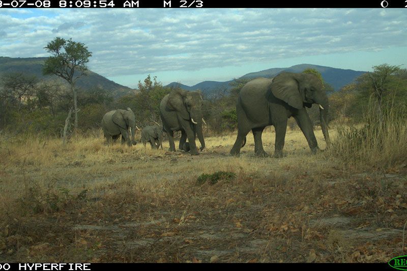 A-herd-of-elephant-on-the-move-Amy-Dickman-Ruaha-carnivore-project