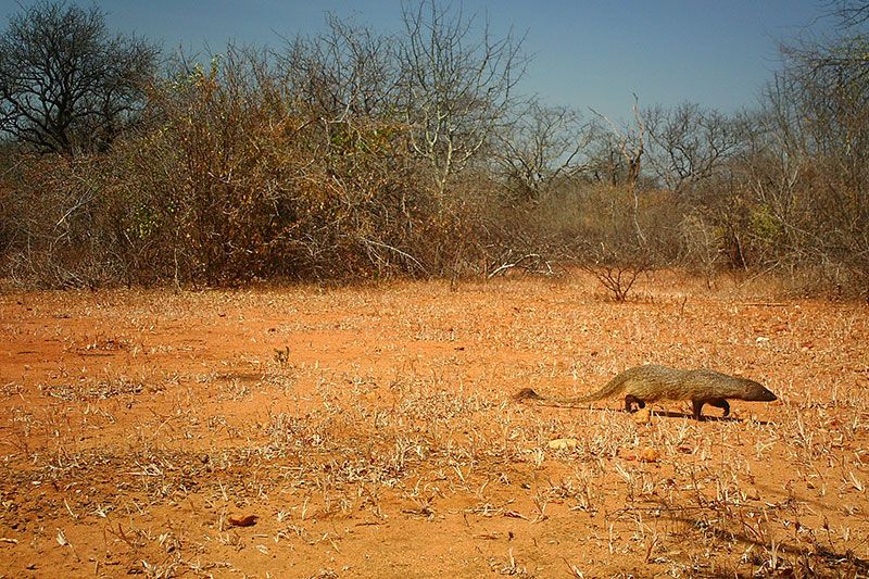 A-slender-mongoose-moves-across-the-African-plains-x