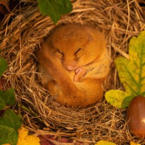 Hazel-Dormouse--julescoxphotography-Give-a-dormouse-a-home-appeal