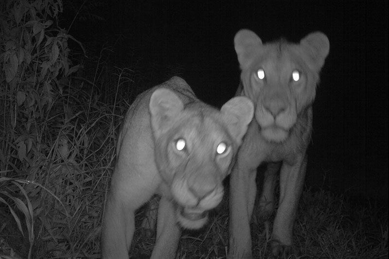 Inquisitive-lionesses-spot-the-camera-x
