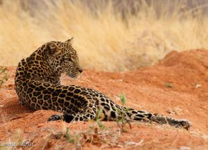 Ruaha-Carnivore-project-Conservation-partners-photo-by-Lorenzo-Rossi