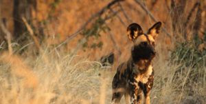 Ruaha-Carnivore-project-Conservation-partners-photo-by-Lorenzo-Rossi-wild-dog