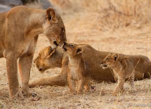 Ruaha-Carnivore-project-Conservation-partners-photo-by-Lorenzo-Rossi.Lions-and-cubs