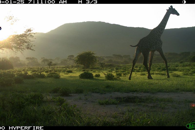 This-giraffe-takes-an-early-morning-stroll-