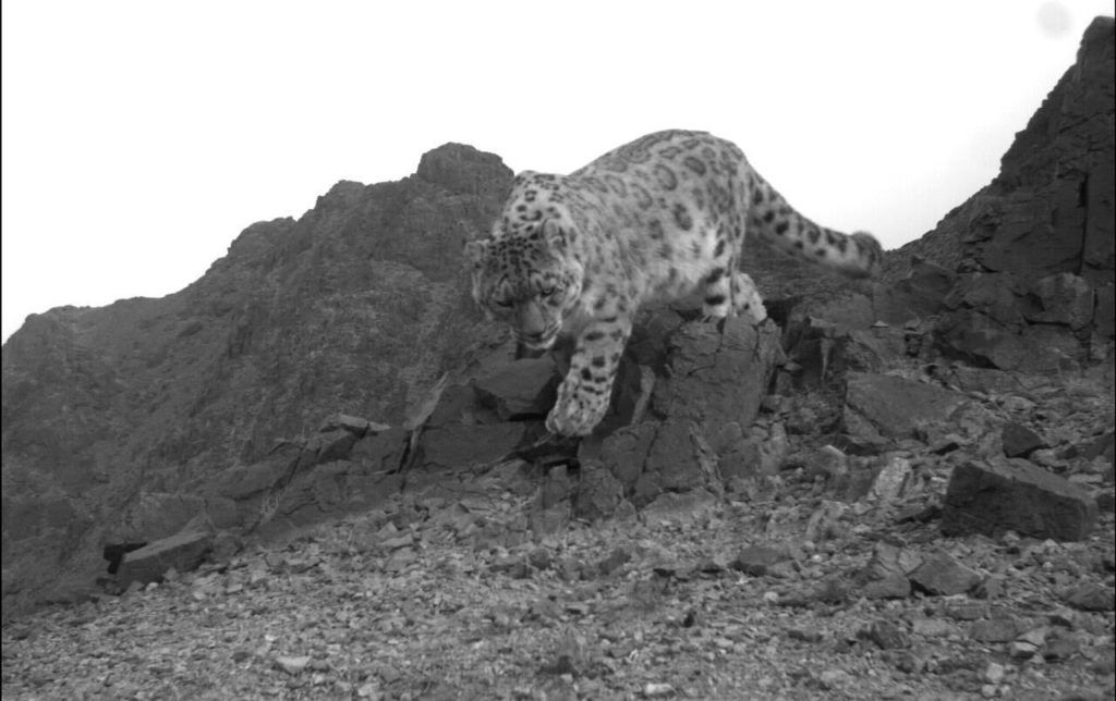 Tost-snow-leopard-Conservation-partner