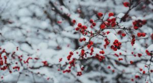rown-hawthorn-berries-in-winter-frost