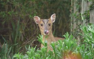 2019-LWM-survey-Muntjac-deer-in-garden-credit-Richard-Moss