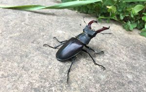 Charlotte-Seaton-male-stag-beetle-thumbnail