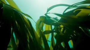 Protecting kelp forests. Saul internship for PTES.