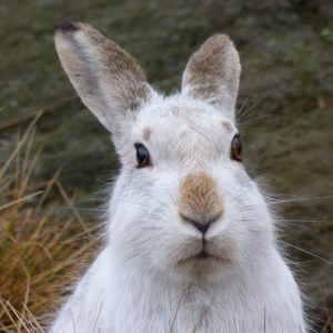 Mountain-Hare-Lepus-timidus-Ken-Gartside-credit-free-to-use-appeal
