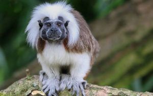 Cotton-top-tamarin-Colombia-wildlife-corridor.-PTES-Worldwide-conservation-insight-grant-thumbnail