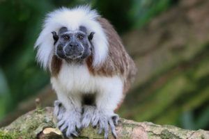 Cotton topped tamarins Colombia PTES Worldwide conservation insight grant