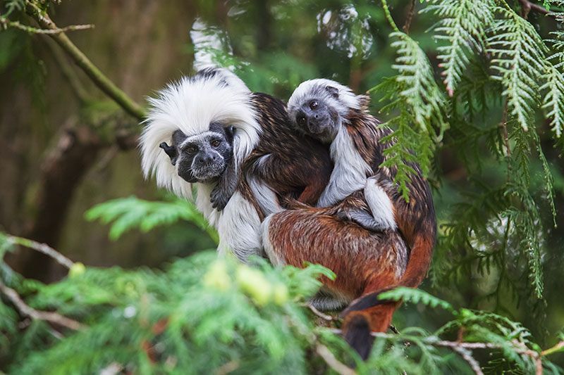 Wildlife corridors for Colombia’s endangered cotton-topped tamarins
