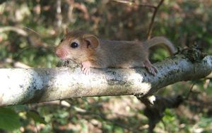 Hazel-dormouse-in-tree-Image-credit-Jamie-Edmonds--thumbnail