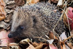 Hedgehog-iStockphoto-How-can-we-help-hibernating-hedgehogs-1