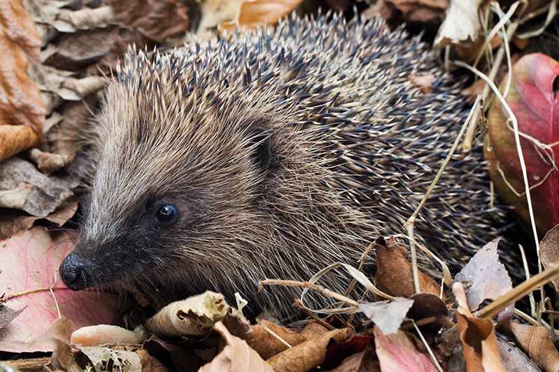 Hedgehog-iStockphoto-How-can-we-help-hibernating-hedgehogs-1