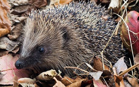 Hedgehog-iStockphoto-How-can-we-help-hibernating-hedgehogs-thumbnail