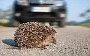 Hedgehog-on-road-iStockphoto-How-are-roads-impacting-our-hedgehogs-thumbnail