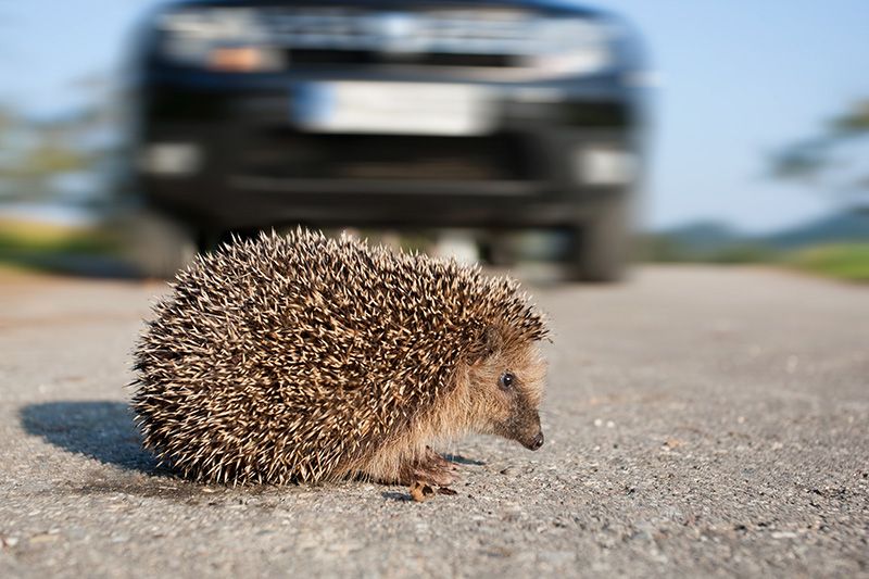 Hedgehog-on-road-iStockphoto-How-are-roads-impacting-our-hedgehogs