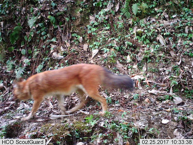 Learning-to-live-with-wild-dogs-Previously-Recorded-Dhole-Friends-for-Nature