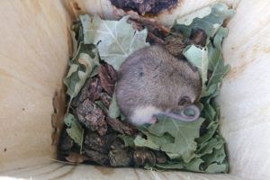 Detecting dormice in Bulgaria -Mouse-tailed-dormouse-in-torpor2_NedkoNedyalkov