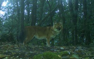 Dhole-Friends-for-Nature-thumbnail-learning-to-live-with-wild-dogs