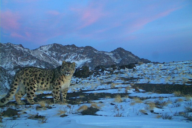 SLT-SLCF-Gorgeous-sl-in-color-Save-our-snow-leopards