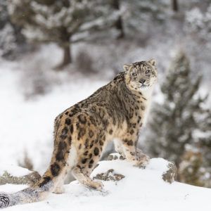 PTES snow leopard appeal