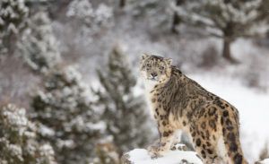 Snow-leopard-Photo by Dennis-W.-Save-our-snow-leopards-January-PTES-Appeal-2020