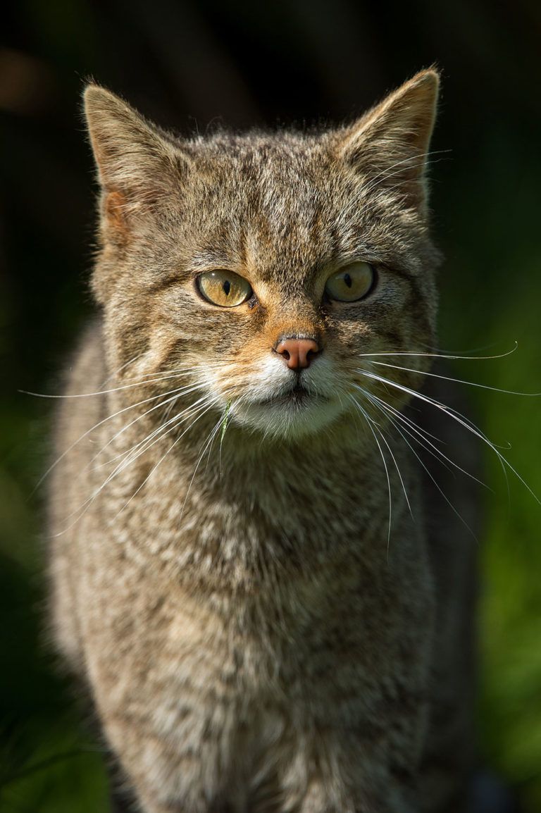 Which Cats Are Which Understanding Hybridisation In Wildcats PTES which-cats-are-which-understanding-hybridisation-in-wildcats-ptes