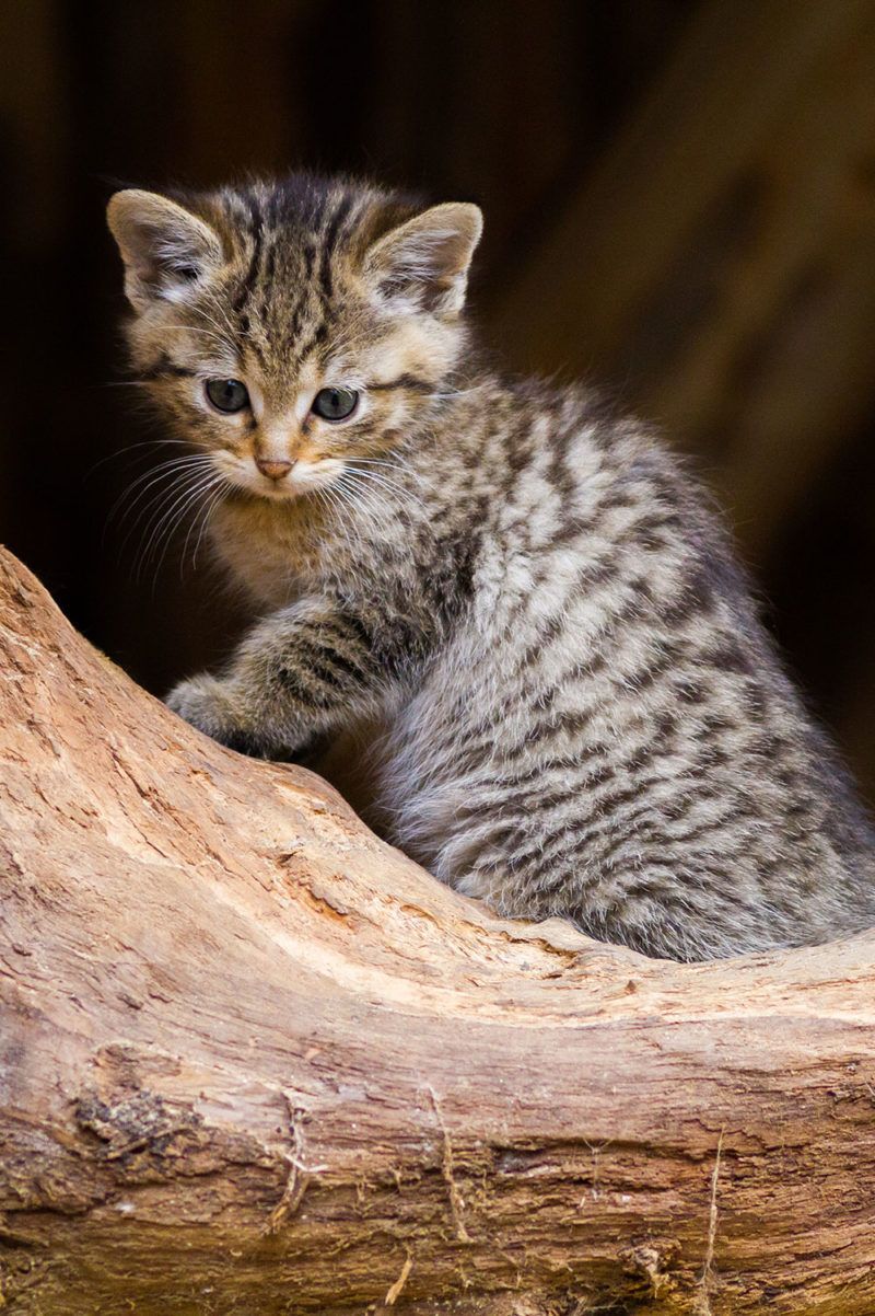 Which cats are which? Understanding hybridisation in wildcats - PTES