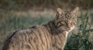 Wildcat-shutterstock-Alan-Tunnicliffe-Which-cats-are-whichUnderstanding-hybridisation-in-Scottish-wildcats
